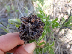 Rabdophaga strobiloides