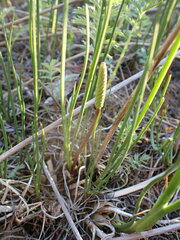 Triglochin maritima