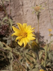 Tithonia