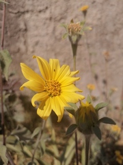 Tithonia