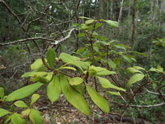 Rhododendron canescens
