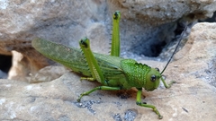 Tropidacris cristata