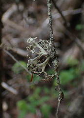 Ramalina obtusata
