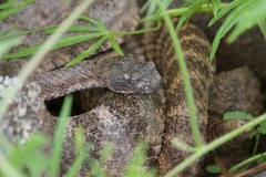 Crotalus tigris