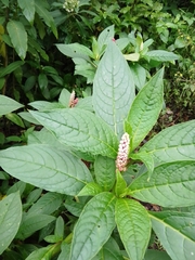 Phytolacca