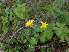 Arnica cordifolia