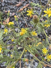 Senecio viscosus
