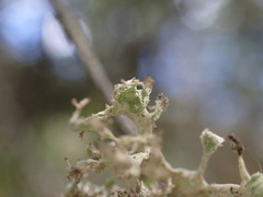 Ramalina obtusata