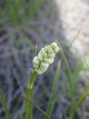 Toxicoscordion venenosum