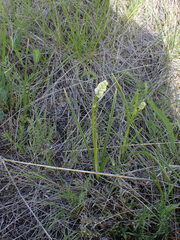 Toxicoscordion venenosum