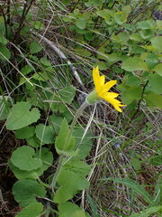 Arnica cordifolia