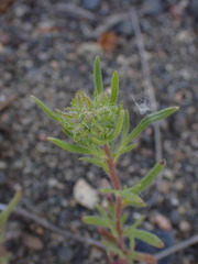 Phacelia linearis