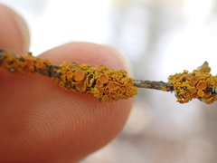 Xanthorioideae