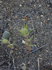 Phacelia linearis