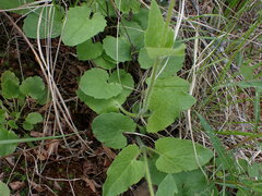 Arnica cordifolia