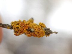 Xanthorioideae