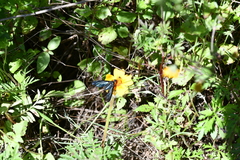 Cyananthrax cyanopterus