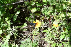 Cyananthrax cyanopterus