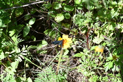 Cyananthrax cyanopterus