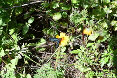 Cyananthrax cyanopterus