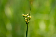 Juncus dudleyi