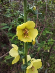 Verbascum virgatum