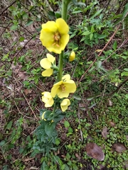 Verbascum virgatum