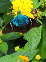 Astraptes fulgerator azul