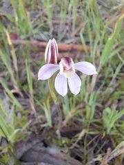 Caladenia prolata