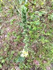 Verbascum virgatum