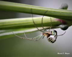 Leucauge volupis