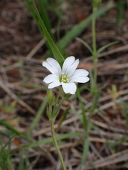 Cerastium arvense