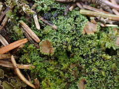 Psoroma hypnorum