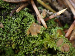 Psoroma hypnorum