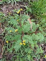 Tagetes foetidissima