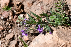 Polygalaceae