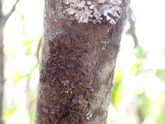 Melanohalea multispora