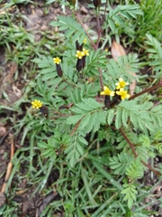 Tagetes foetidissima