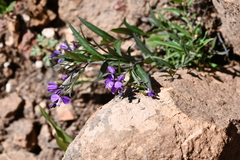 Polygalaceae