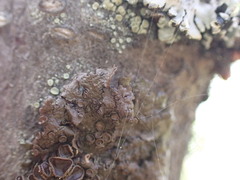 Melanohalea multispora