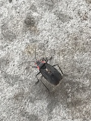 Jadera haematoloma