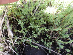 Suaeda calceoliformis