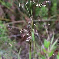 Anthoxanthum rariflorum
