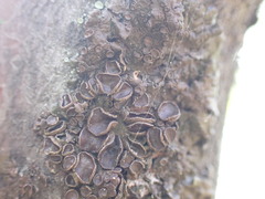 Melanohalea multispora