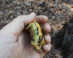 Suillus tomentosus