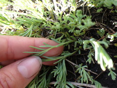 Suaeda calceoliformis