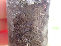 Melanohalea multispora