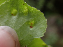 Phyllocoptes didelphis