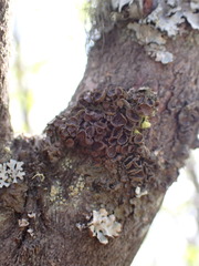 Melanohalea multispora