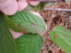 Sphaerulina westendorpii